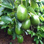Live Large Fruit Avocado Tree Plant in 3 Gallon Pot, Cold Hardy Avocado Tree 2-3 Ft Tall, Ready to Bear Fruits
