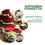 2 Multi Varieties Poinsettia Plants Live, Salmon Peach Poinsettia Flowers for Holiday Christmas Gift, Decoration Houseplant 5-10" in Tall, No Pot