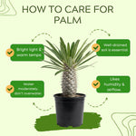 Palm Tree Live Plant Indoor Outdoor, Rare Succulent Palm Houseplant for Indoor or Outdoor Growing, 1 Gallon Pot, Green Leaves White Flowers