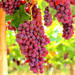 2 Rare Grape Vines Live Plants, Sweet Starter Grapevine from 5 to 8 Inches in Tall, Easy to Grow Indoor Outdoor, No Pot (Red)