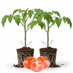 2 Bigbeef Tomato Plants Live, 4-8 Inch Tall, Tomato Live Plants Well-Rooted for Garden
