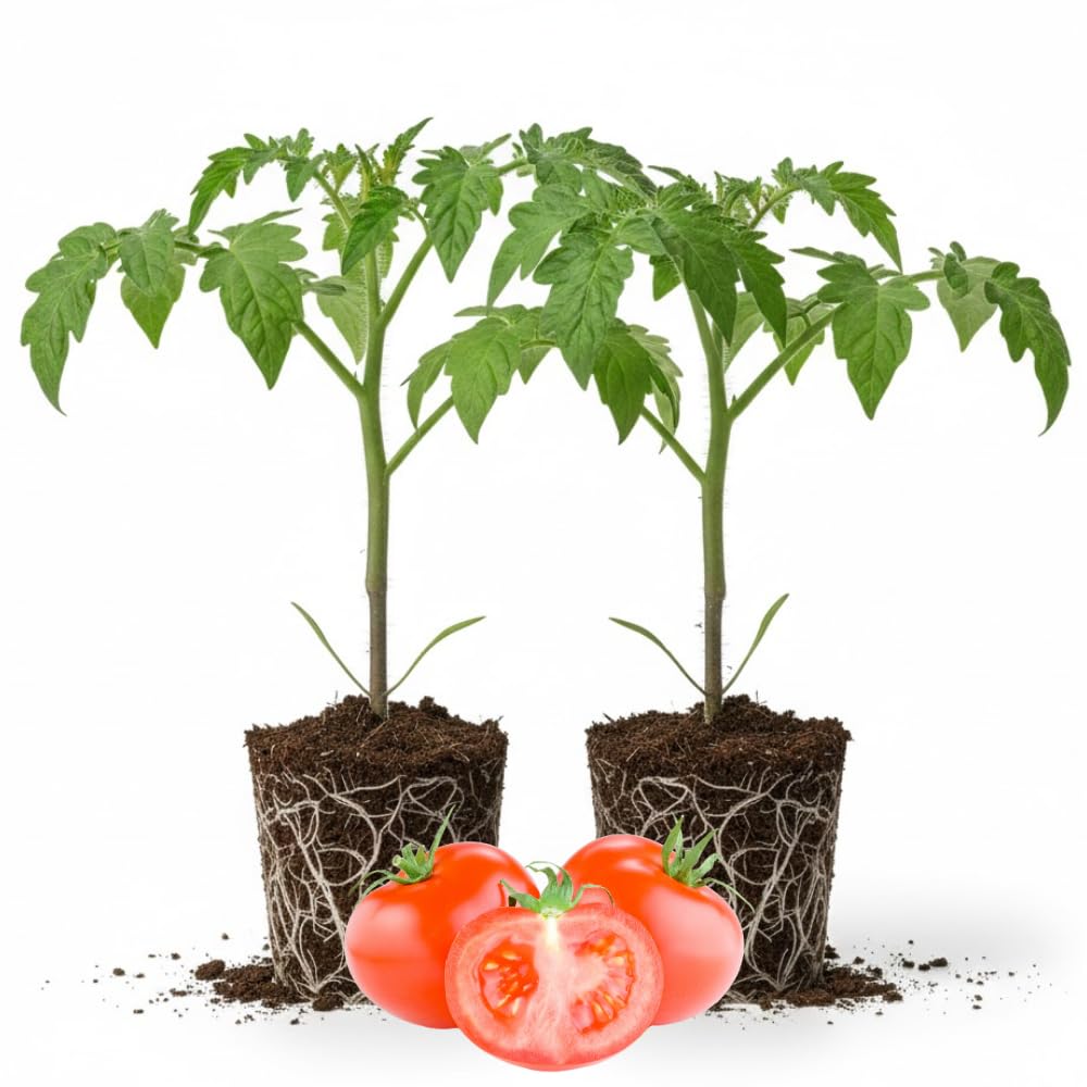 2 Bigbeef Tomato Plants Live, 4-8 Inch Tall, Tomato Live Plants Well-Rooted for Garden