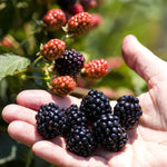 2 BlackBerry Plants Live for Planting, 4 to 8 Inch Height, BlackBerry Bush Live Plant, Sweet Blackberries Fruit Seedlings (Osage BlackBerry)