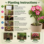 Pack 2 Desert Rose Plants Live, Hardy Adenium Obesum Succulent, Vibrant Blooms for Indoor and Outdoor 4-7 Inch (Pink)