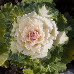White Ornamental Cabbage Plant in 4 Inch Pot, Colorful Cabbage Plants Live for Outdoor Indoor Garden