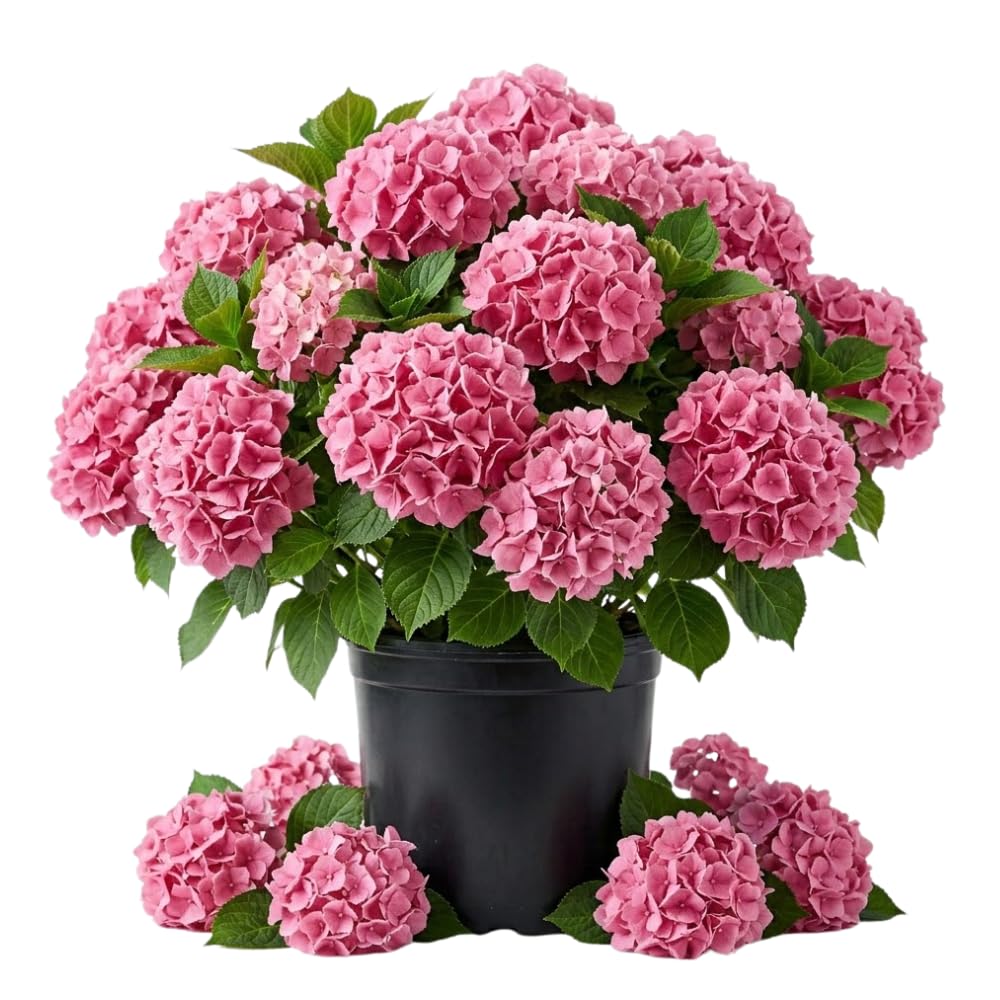 Blue Hydrangea Bush Live Plant, Hardy Flower Shrub, 1-1.5 Ft Tall