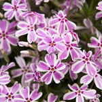 Pink White Creeping Phlox Live Plant, 4-7 Inch Tall Ground Cover Perennial for Outdoor Landscaping