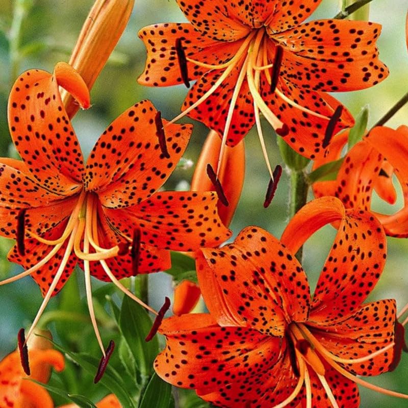 10 Turks Cap Lily Bulbs Roots, Tiger Lily Flower Root Plant, No Leaf, Well Rooted Ready to Plant, Summer Bloom, Orange Flower Live Plant