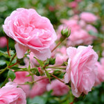 Rose Bush Live Plant, Heirloom Rose Plant Live for Planting, Fragrant Flowers Well Rooted Plant, 5-10 Inch Tall (Pink Rose)