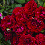 Climbing Roses Live Plants, Rose Bushes Ready to Planting, No Pot, Cut Back, Well Rooted, 6-8 Months Old (Red)