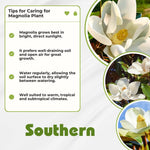 Magnolia Tree Live Plant 6 to 12 Inch Height, Fragrant Magnolia Plant Live to Grow, Magnolia Bush Flowers (Southern Magnolia)
