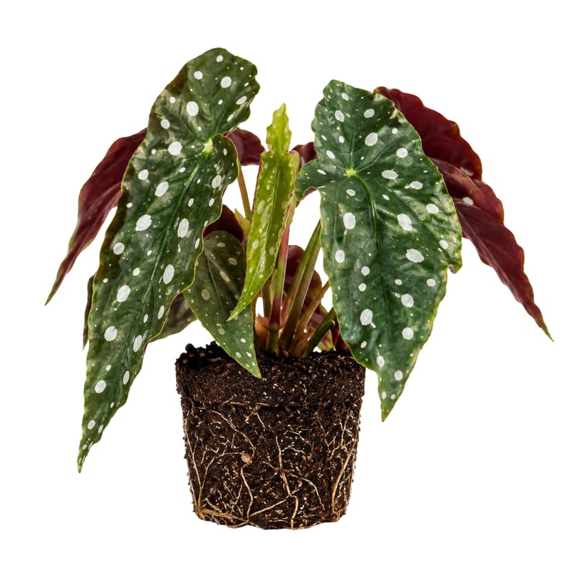 Begonia Plant Live 4-6 Inches, Starter Begonia Well Rooted, Colorful Foliage Plant for Indoor Decor and Patio Pots