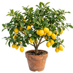Grafted Meyer Lemon Tree Live Plant, 2 Feet Tall, Fragrant Yellow Citrus Tree, Suitable for Indoor or Outdoor Garden Growing
