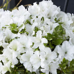 White Azalea Plants Live Tree for Outdoor Growing, 9 Months Old Starter Size, Azaleas Rhododendron Flower Vibrant Color Spring Planting