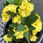 Yellow Euphorbia Crown of Thorns Plant, Perennial Succulent Live Plant Indoor Outdoor 4-7 Inches