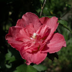 Rose of Sharon Plant Live 6-13 Inch Tall, Althea Hibiscus Syriacus Bush Shrub, in Pot (Red Rose of Sharon)