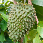 Live Soursop Tree Live Plant, Guanabana Plant 5-7 Inch, Tropical Fruit Tree No Pot, Very Well-Rooted, No CA