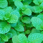 Peppermint Live Plant in 4 Inch Pot, Fresh Mint Herb Plant for Planting Indoor Outdoors Garden Home, Containers, Peppermint Plants Live