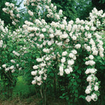 1-2 Years Old Mock Orange Live Plants Tree, Philadelphus Shrubs White Flower, Fragrant Tree for Planting