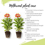 2 Tropical Milkweed Plants Live, 5-8 Inch Tall, Butterfly Milkweed Asclepias Tuberosa Plant for Perennial Flower