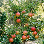Honey Crisp Apple Tree Plant Live, Cold Hardy Apple Plant, 2-3 Ft Tall