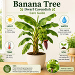 Dwarf Cavendish Banana Live Plant, Sweet Yellow Fruit Tree, 12 Inch Tall