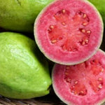 Pink Guava Tree Live Plant, Guava Plant Live for Planting Outdoor, Fruit Tree Plant from 5 Inc Long
