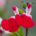 3 Hot Lip Salvia Sage Plants 4–7" Tall, Perennial Live Flowering Garden Plants for Outdoor Growing, Vibrant Salvia Plant Starter