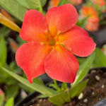 2 Orange Mandevilla Plants Live, Mandevilla Flower Live Plants, Live Mandevilla Plant, 4 Inc to 7 Inc Tall, Mandevilla Well Rooted for Garden