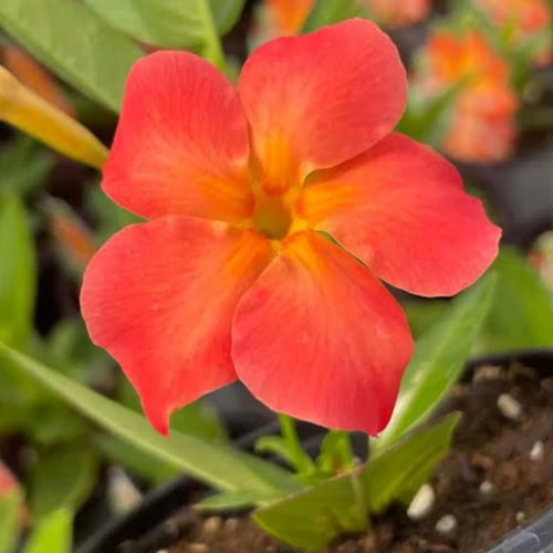 2 Orange Mandevilla Plants Live, Mandevilla Flower Live Plants, Live Mandevilla Plant, 4 Inc to 7 Inc Tall, Mandevilla Well Rooted for Garden