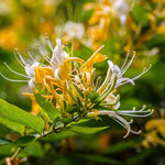 2 Yellow White Honeysuckle Plants Live for Planting, Fragrant Honeysuckle Vine Live Plants, 5-9" Tall, Hardy Perennial Climbing Vine
