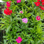 Set 4 Mixed Colors Dianthus Perennial Plants Live, Dianthus Live Plants for Outside Planting, Pink White Red Dianthus Color, Dianthus Flower Plant Live, Zones 3 to 9