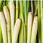 400 Lemongrass Herb Seeds, Lemongrass Seeds, Culinary Herb Seeds for Home Garden, Patio Pots and Containers