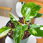2 Assorted Princess Philodendron Plants, Variegated Leaf Houseplant, Tropical Indoor Plant 5 to 8 Inches Tall Well-Rooted, No Pot