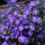 Aster Plants Live for Planting, 3 to 6 Inch Asters Perennial Live Plants, No Pot