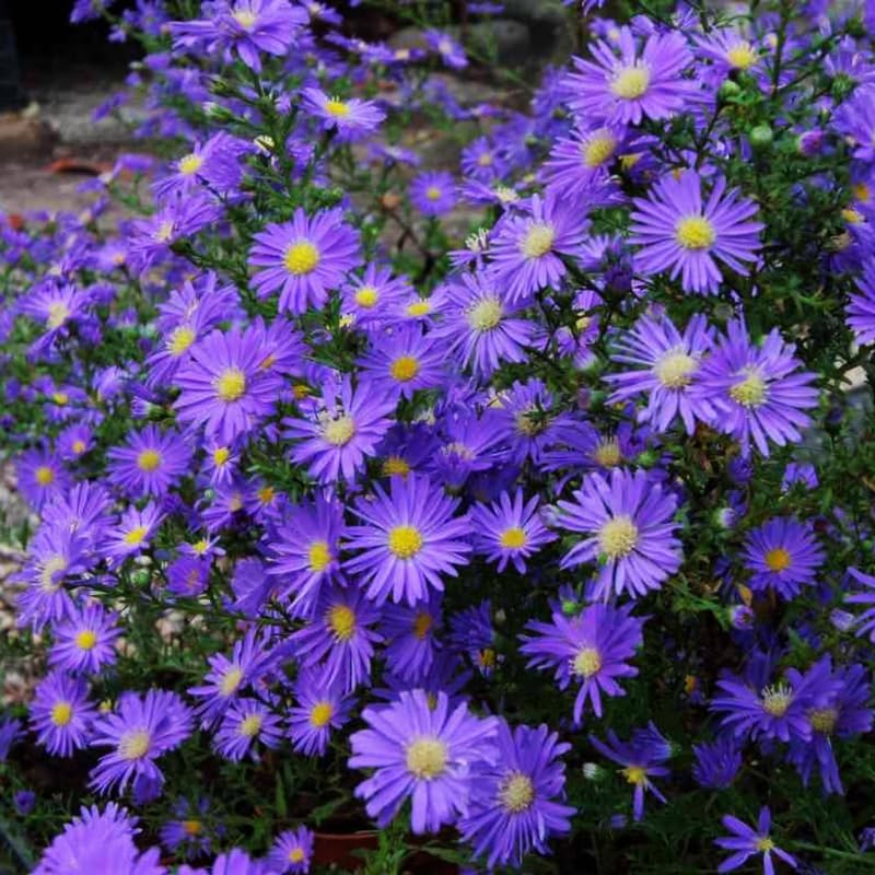 Aster Plants Live for Planting, 3 to 6 Inch Asters Perennial Live Plants, No Pot