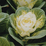 White Cabbage Plant Live, Ornamental Cabbage Live Plant, 4 Inc Pot, Vegetable Garden