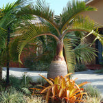 Palm Tree Live Plant Indoor Outdoor, Rare Succulent Palm Houseplant for Indoor or Outdoor Growing, 1 Gallon Pot, Bottle