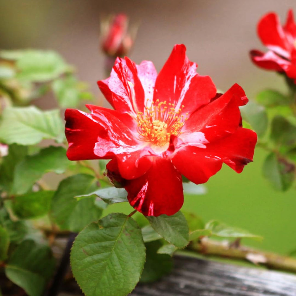 Climbing Roses Live Plants, Rose Bushes Ready to Planting, No Pot, Cut Back, Well Rooted, 6-8 Months Old (Fourth of July)
