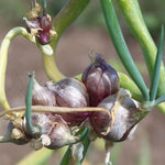 200 Egyptian Walking Onion Seeds, Heirloom Perennial Walking Onion Seeds, Not Bulbs, Cold Hardy Vegetable Seeds for Garden Planting