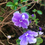 2 Packs Brunfelsia Plants 5-8" Tall, Yesterday, Today, Tomorrow Flowering Shrub, Live Plant for Indoor and Outdoor Gardening, Color-Changing Blooms