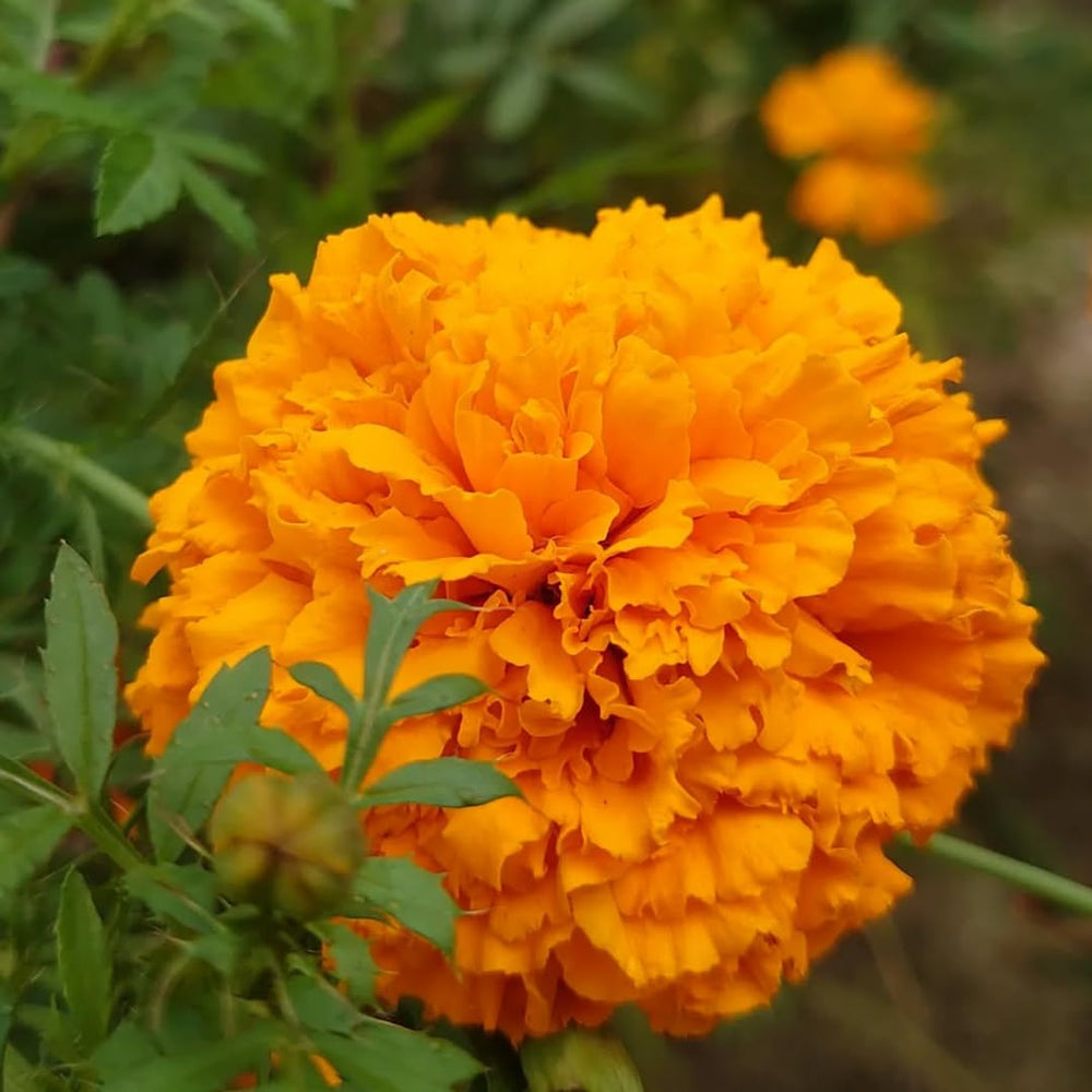 Yellow Marigolds Live Plant, 4 Inc Pot, Marigold Plants Live, Vibrant Perennial Flower Plants Tree