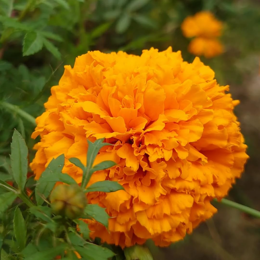 Yellow Marigolds Live Plant, 4 Inc Pot, Marigold Plants Live, Vibrant Perennial Flower Plants Tree