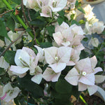 2 Bougainvillea Live Plants, Tropical Bougainvillea Flowering Vine, Fast Growing Outdoor and Container Plant, 4-8'' Tall (White Blooms)