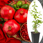 Starter Red Pomegranate Tree Live Plant, Cold Hardy Red Pomegranate 5-9" for Home Garden, Edible Fruit Trees, 5 Months Old