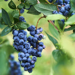 Pack 2 Blueberry Bush Live Plant, Blueberry Plants Live for Planting 5 to 9 Inch Height, Sweet Blueberries Tree Live Plant (Legacy Blueberry)