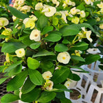 Yellow Crown of Thorns Plant Live, Euphorbia Milii Succulent Live Plant, 4-8 Inch Tall Flowering Houseplant with Year-Round Blooms, No Pot