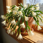 White Easter Cactus Plant Live 4-6 Inches, Vibrant Spring Bloomer for Indoor Decor, Patio Pots, Ready to Grow