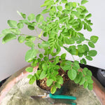 Live Moringa Tree Plant 5 Months Old, Moringa Oleifera Plant Seeddlings from 6 Inches Tall, Malunggay Horseradish Drumstick Tree for Zones 9-11