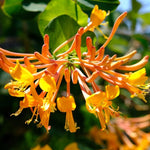 2 Coral Honeysuckle Plants Live for Planting, Fragrant Honeysuckle Vine Live Plants, 5-9" Tall, Hardy Perennial Climbing Vine